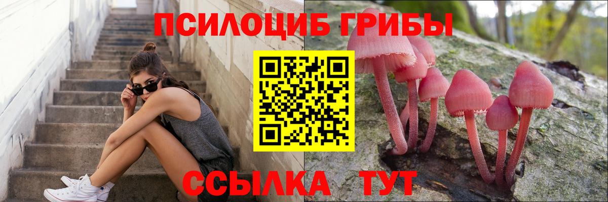 Псилоцибиновые грибы Psilocybine cubensis Сертолово